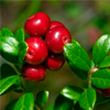 Lingonberry leaf extract - Cystinorm Composition 