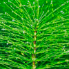 Horsetail extract - Cystinorm Composition 